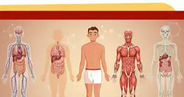 Partes del cuerpo