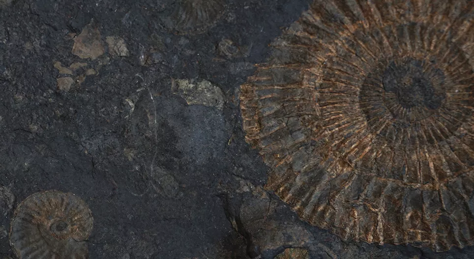 Амьд чулуужмал