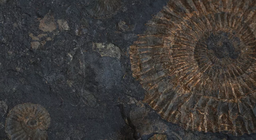 Амьд чулуужмал