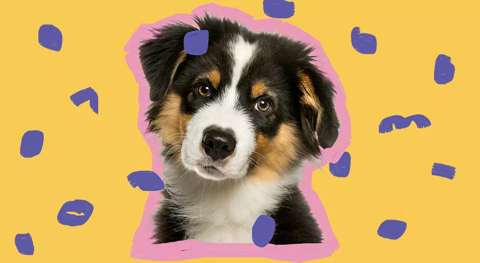 Та гөлөгтэй болмоор байна уу?