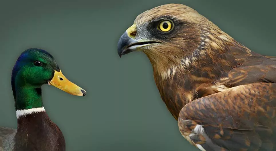 Усны болон эргийн шувууд