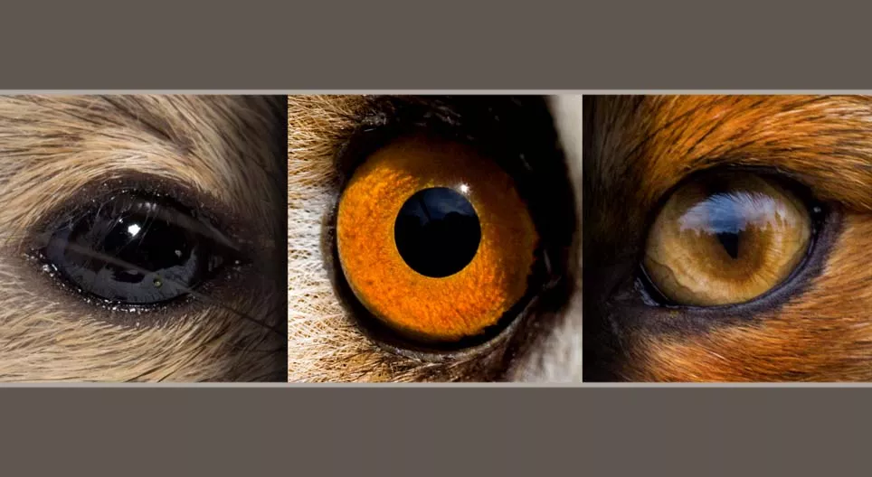 Мэрэгчид болон махчин амьтад