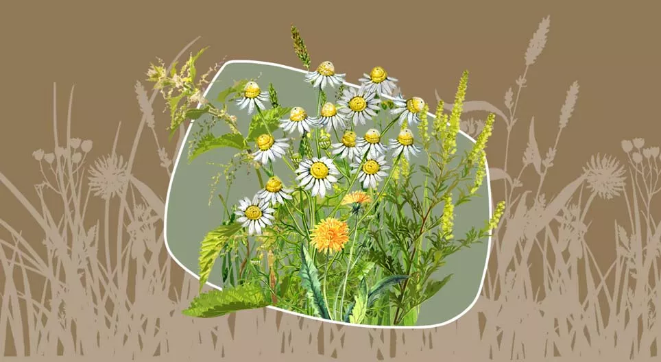 Хөл газрын ургамал уу эмийн ургамал уу?