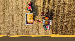 Түгээмэл таримал ургамлууд