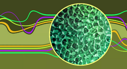 Зогсонги долгион