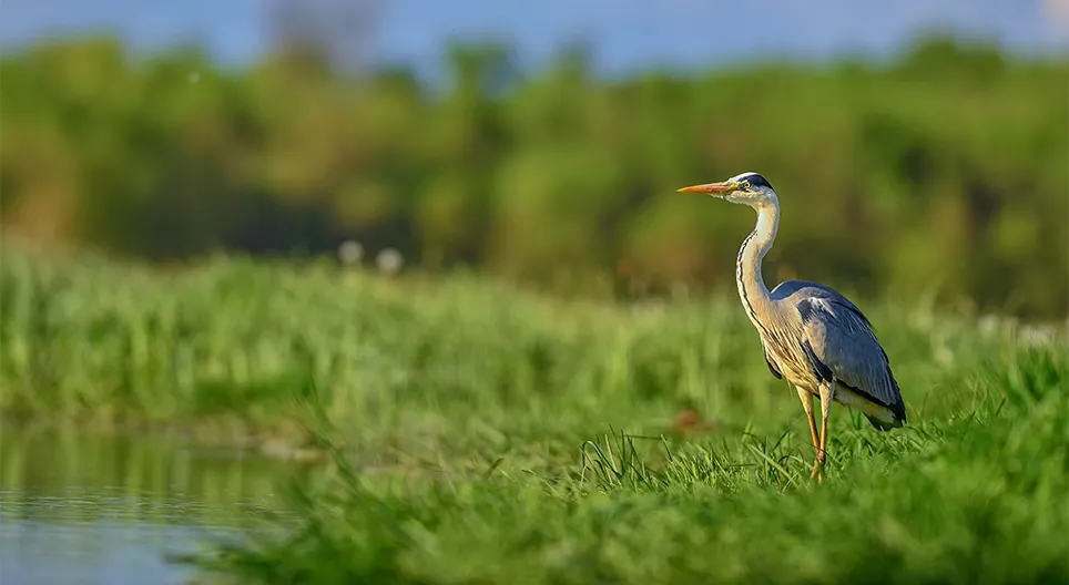 Усан доторх болон эрэг дээрх амьдрал