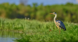 Усан доторх болон эрэг дээрх амьдрал