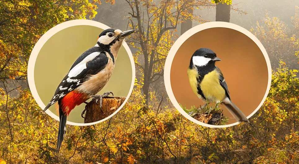 Модонд үүрлэдэг шувууд