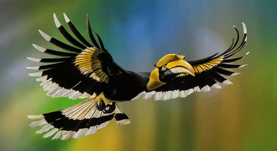 Шувуудын ертөнц