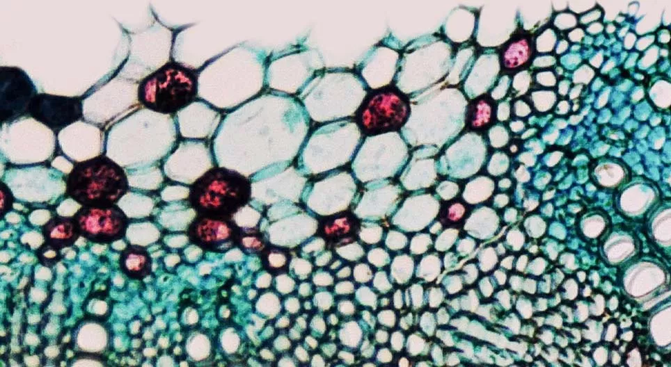 Ургамлын дамжуулах багц ямар онцлогтой вэ?