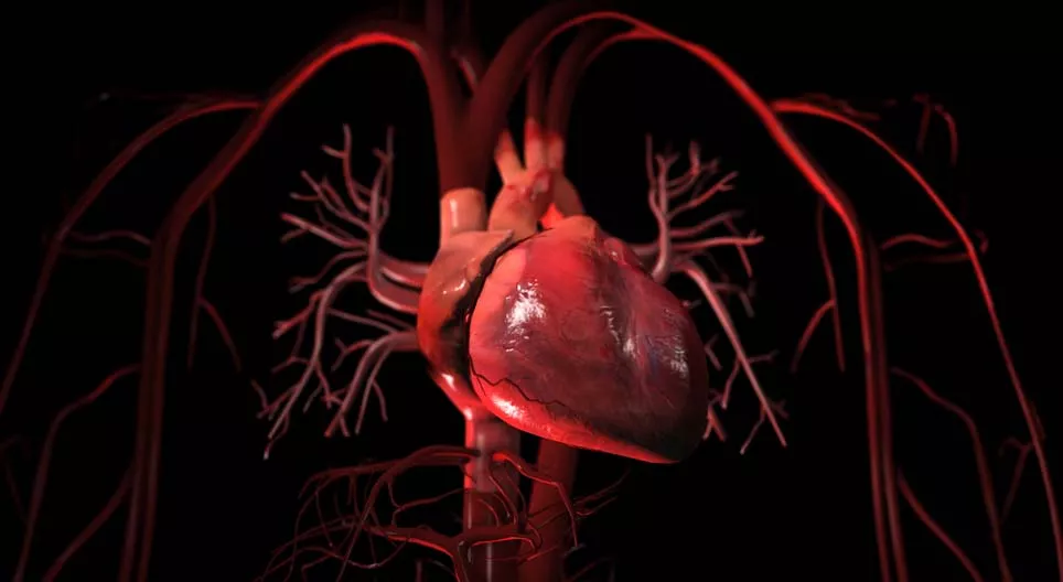 Цусны эргэлтийн тогтолцоо