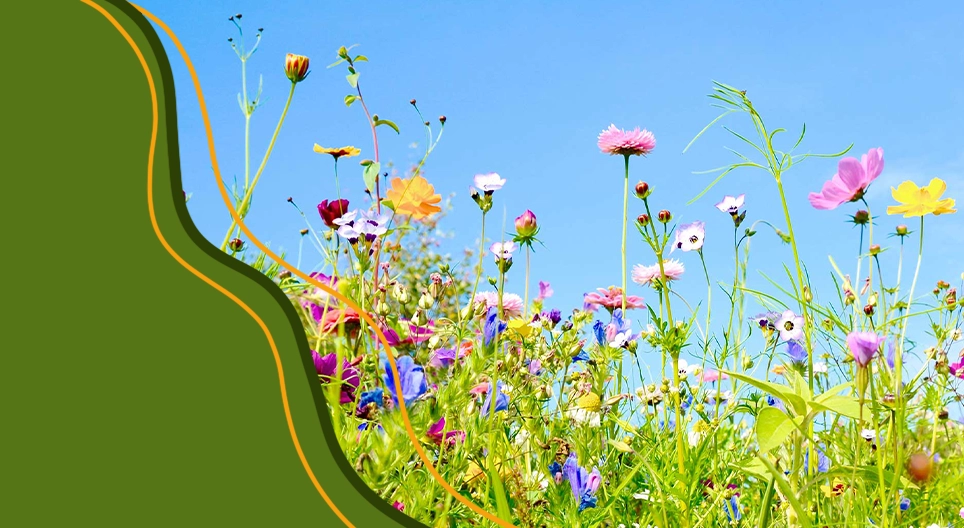 Цэцэгт ургамлын амьдралын эргэлт