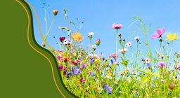 Цэцэгт ургамлын амьдралын эргэлт