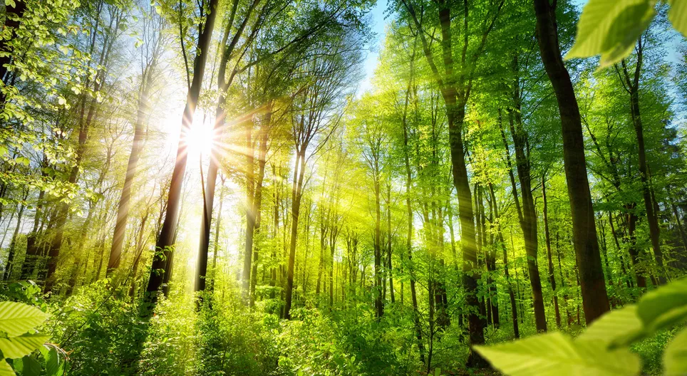 Ойн төрхтэй танилцацгаая!