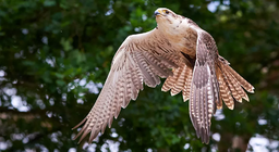 Шувууд хэрхэн нисдэг вэ? 1-р хэсэг