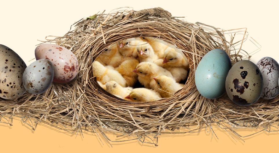 Өндөгний нууц