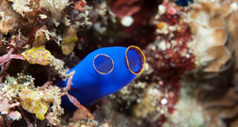 Бүрхүүлтэн (туник)