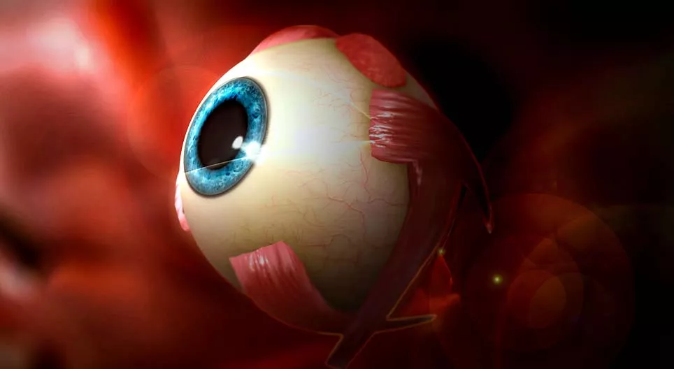 Бид хэрхэн хардаг вэ? Хүний нүд