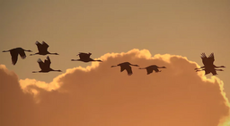 Шувууд хэрхэн нисдэг вэ? 3-р хэсэг