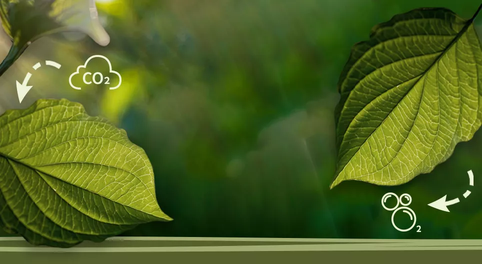 Фотосинтез гэж юу вэ?