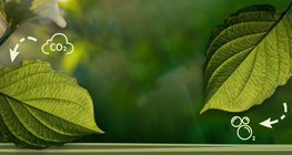 Фотосинтез гэж юу вэ?