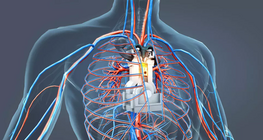 Хүний биеийн хөдөлгүүр