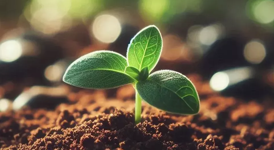 Тогтвортой хөдөө аж ахуй