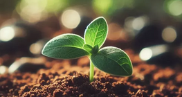 Тогтвортой хөдөө аж ахуй