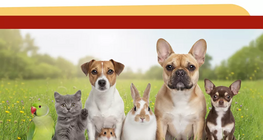 Opiniones sobre tener mascotas