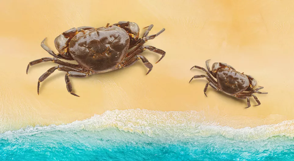 Endemic, extinct and endangered