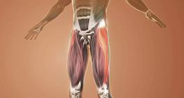 Functional anatomy, lower extremities.