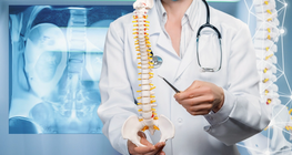 The spinal cord and the spinal nerves and nerve roots