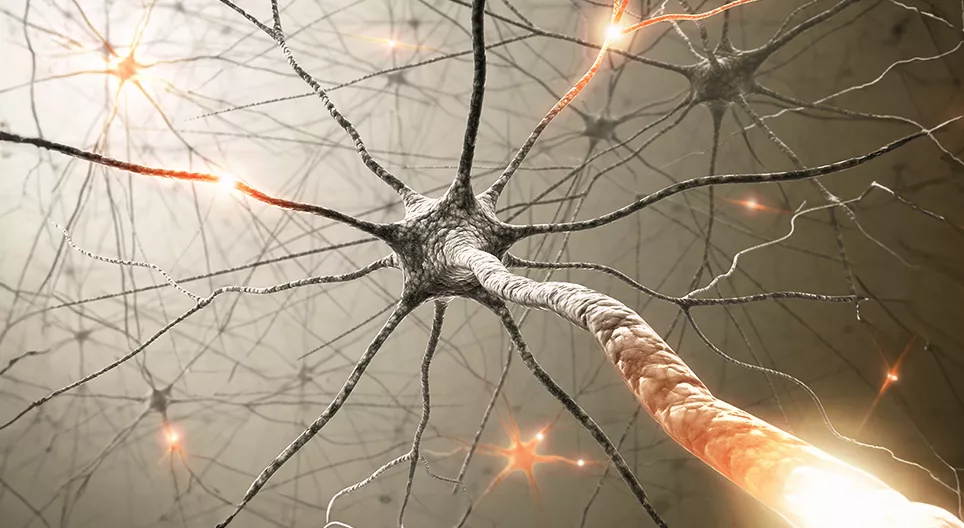 The autonomic nervous system