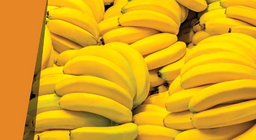 Цэнхэр гадил