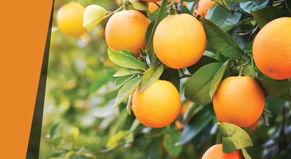 Зэрлэг жүрж