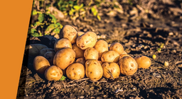 Төмсөн дээрх баян бүрд