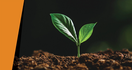 Шөнийн харанхуйд