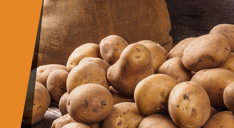 Төмсний каталазатор